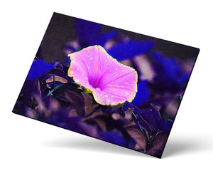Pink Flower Photograph, Morning Glory Photo Print, Floral Decor