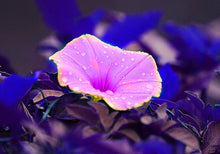 Pink Flower Photograph, Morning Glory Photo Print, Floral Decor