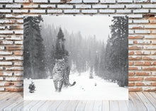 Snow Leopard Wall Art